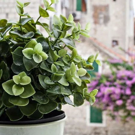 Vendégház Paradise Split