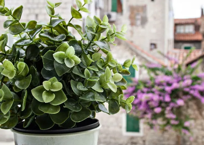 Pensjonat Paradise Split